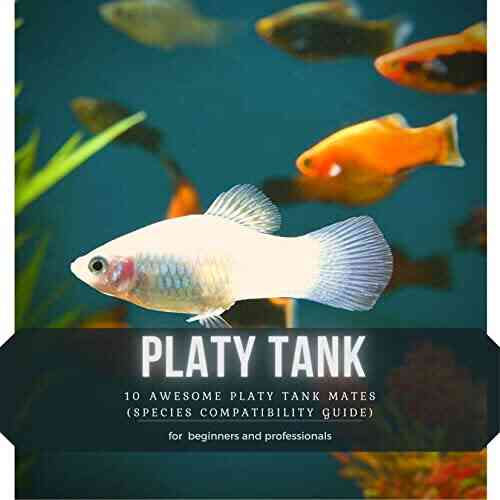 Platy Tank: 10 Awesome Platy Tank Mates (Species Compatibility Guide)