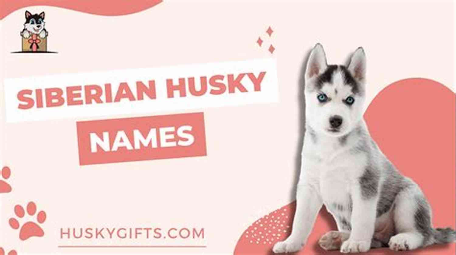 A Beautiful Siberian Husky Named Pogonip Angel Paws Jordan Taylor Pogonip (Angel Paws) Jordan Taylor