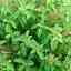 A R Tulsi