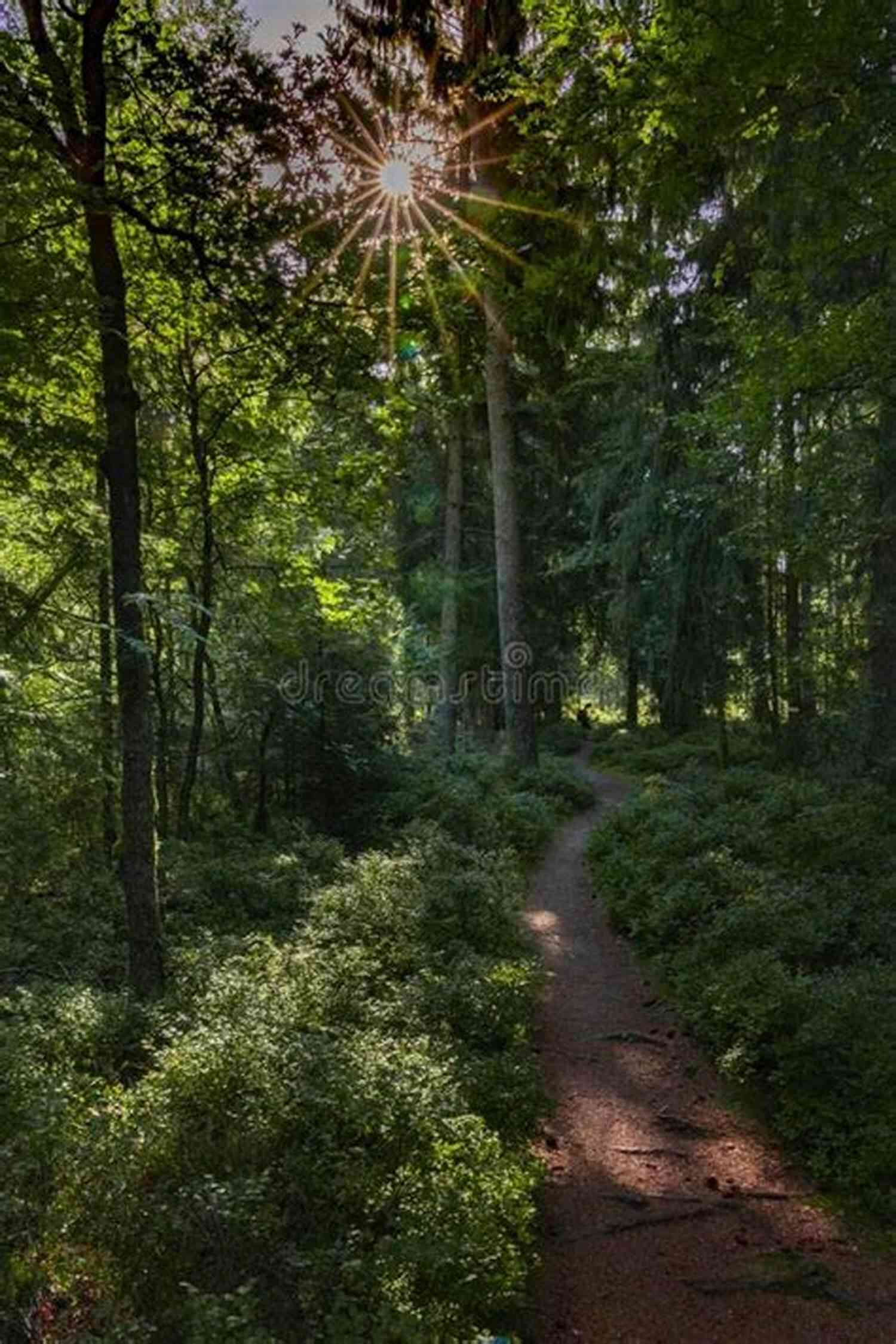A Hiking Trail Leading Through A Dense Forest With Rays Of Sunlight Peeking Through The Leaves The Best Is Yet To Come: New York Sullivans Spinoff (Summer Lake 1)