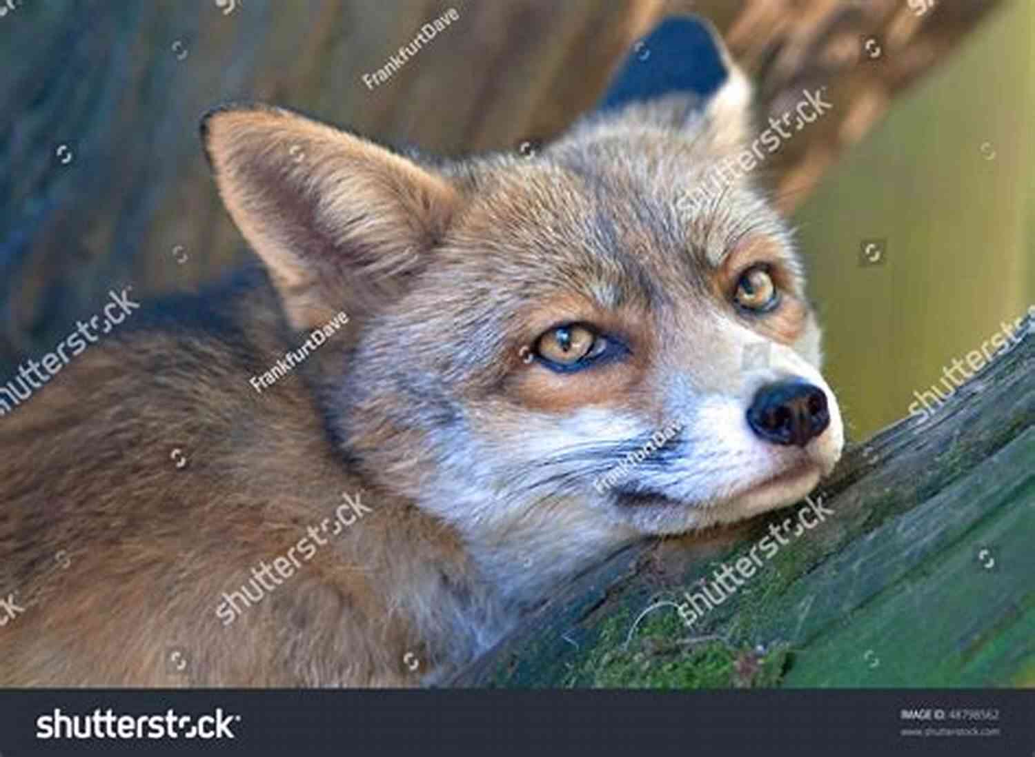 A Majestic Silver Fox Gazing Into The Distance The Covenant (Arbor S Shorty Stories)