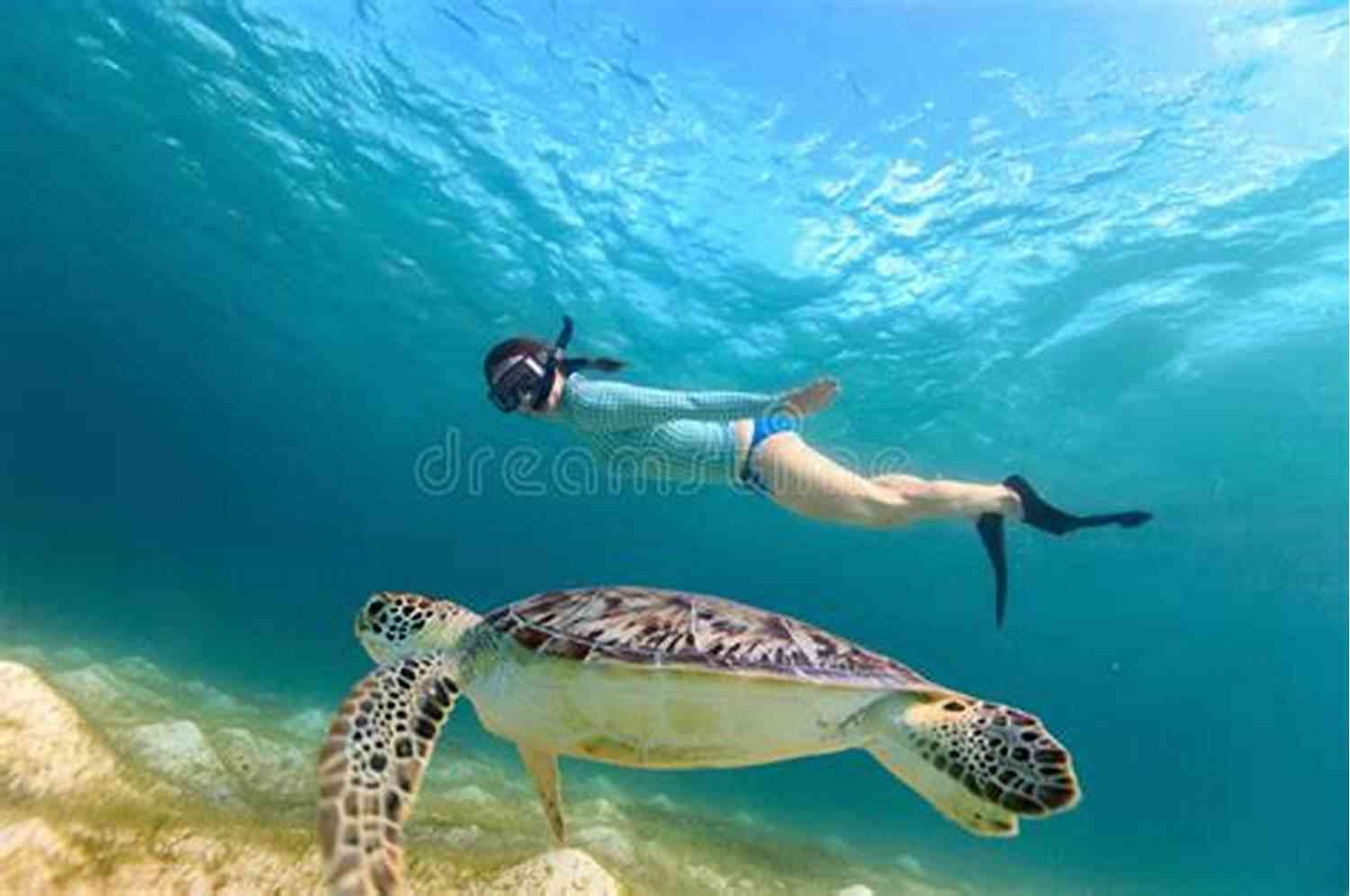 A Young Girl Diving With Sea Turtles In The Sea Of Cortez The Girl Of The Sea Of Cortez: A Novel