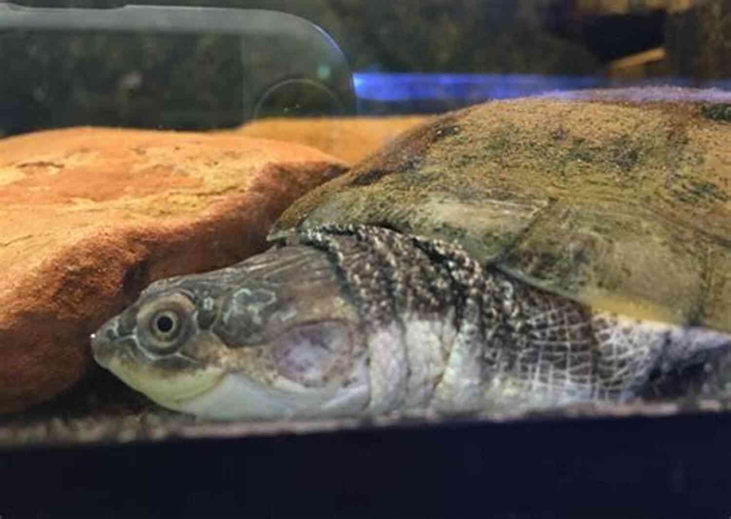 African Sideneck Turtle Swimming In Its Natural Habitat AFRICAN SIDENECK TURTLE: A Complete Care Guide To African Sideneck Turtle