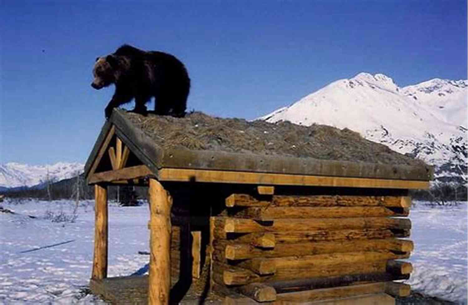 Alaska Wildlife Conservation Center A Haven For Native Species Something Wild In Anchorage Includes Sequel (Alaska Adventure Romance Novella 5)