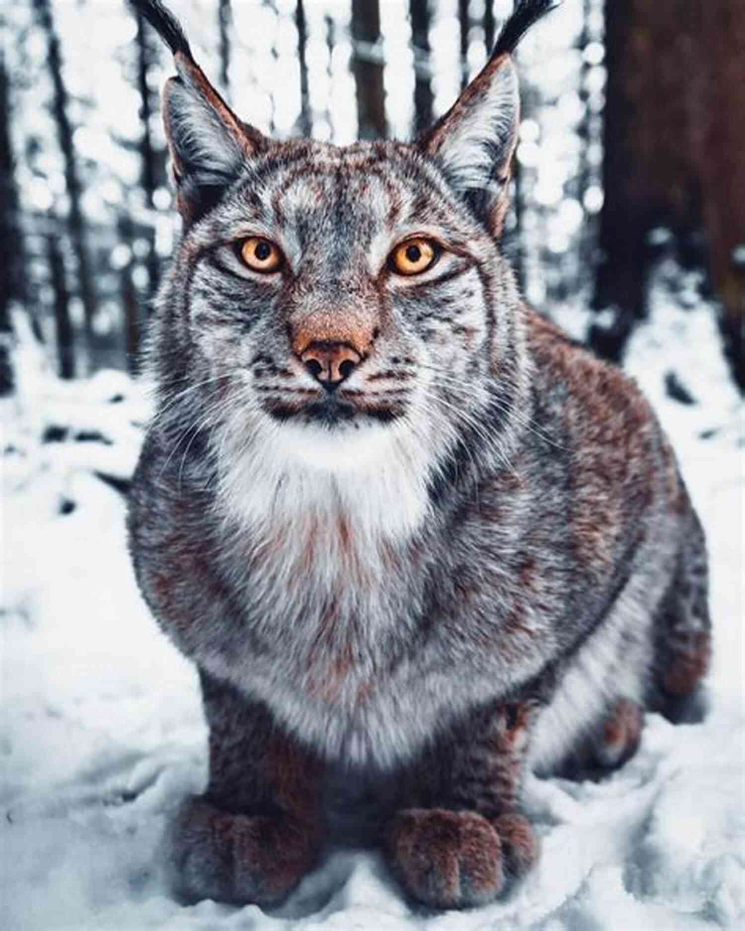 Close Up Of A Stunning Lynx With Piercing Green Eyes In The Snow Covered Forest Missing Lynx (The Lynx 2)