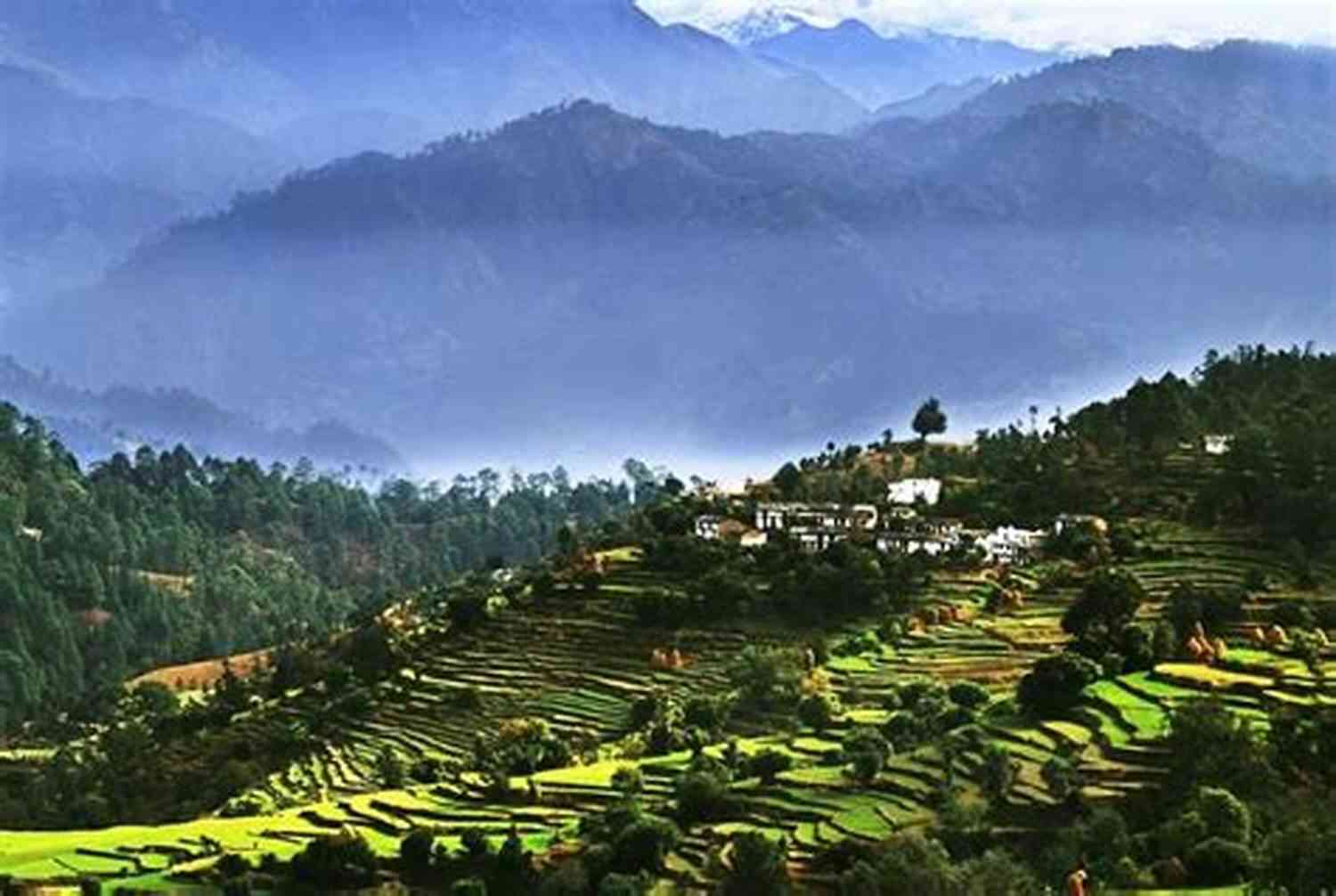 Cooch Behar Anthology Forest: A Serene Escape In The Lap Of Nature COOCH BEHAR ANTHOLOGY T Forrest