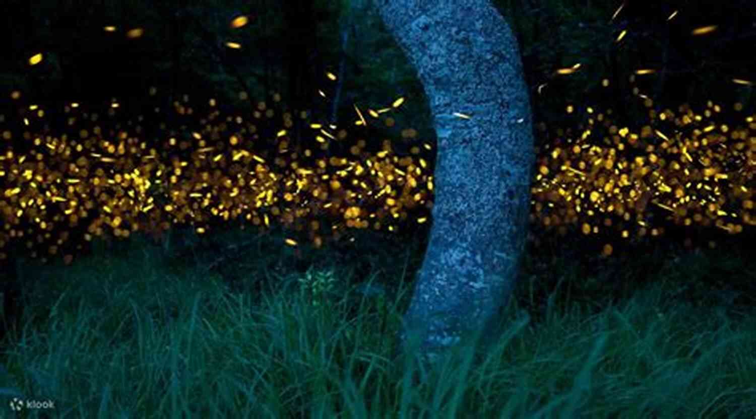 Fireflies Dancing Together In The Night Sky Fireflies Family Ties (South Carolina Sunsets 3)