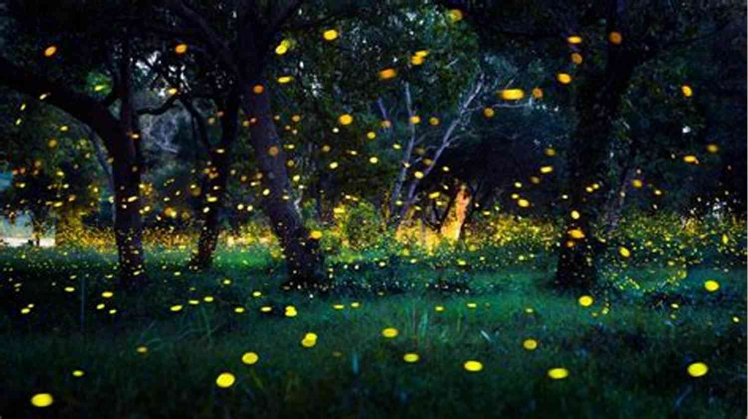 Fireflies Illuminating The South Carolina Landscape During A Beautiful Sunset Fireflies Family Ties (South Carolina Sunsets 3)