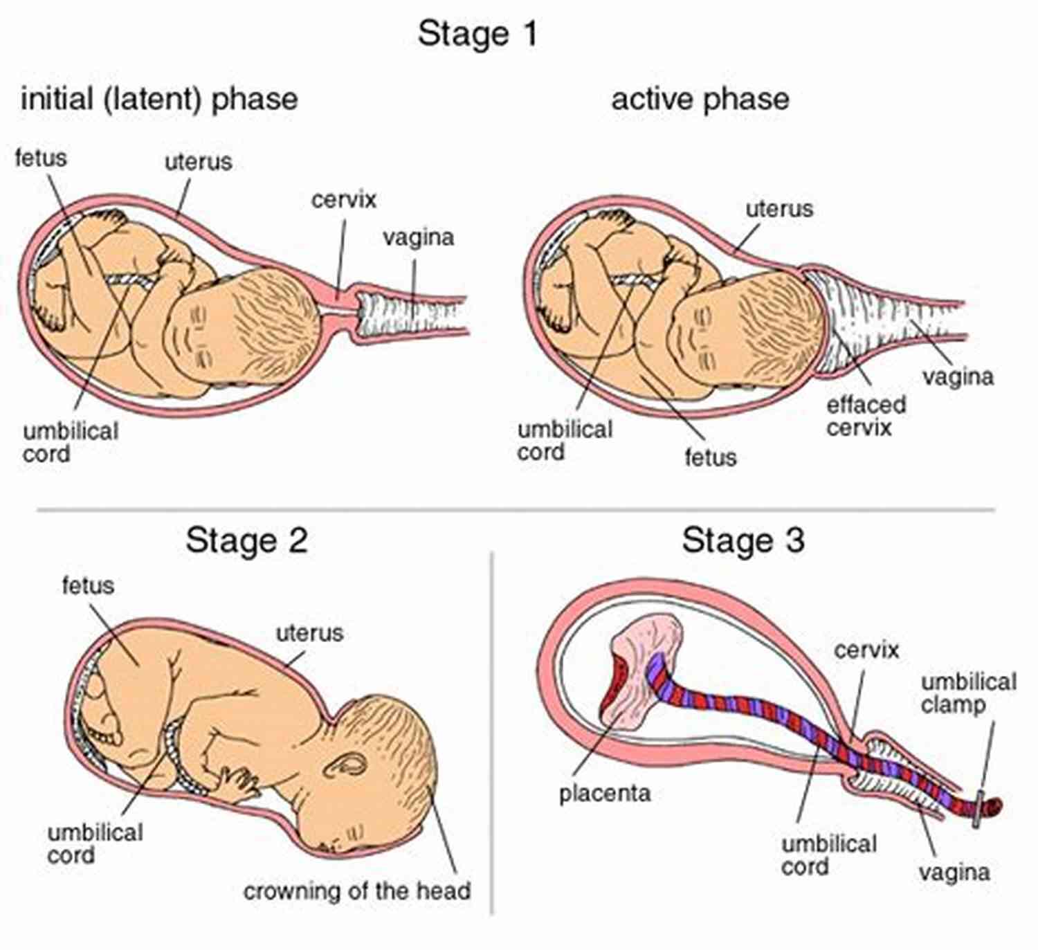 Illustration Of Pregnancy Where Do Babies Come From