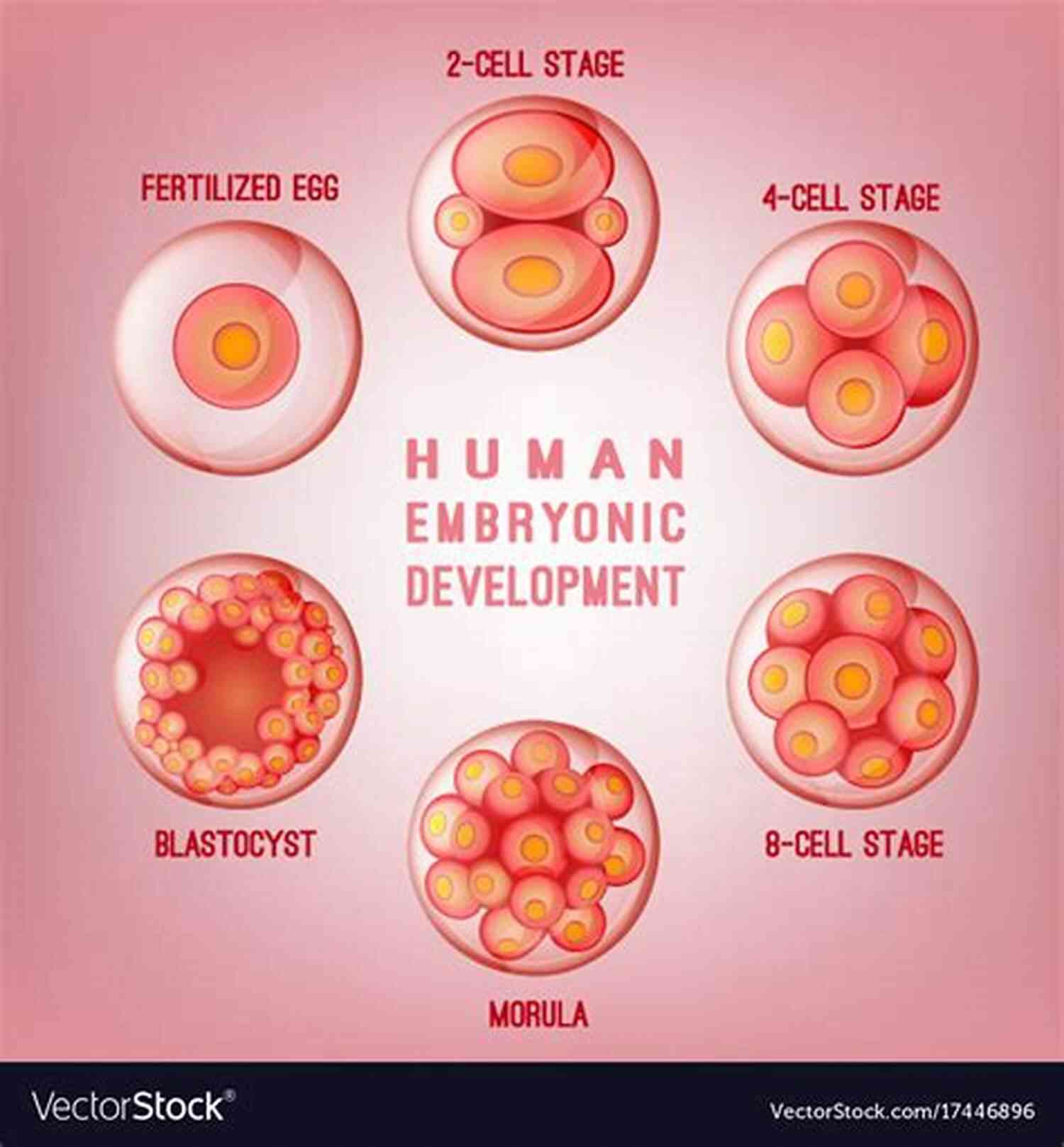 Illustration Of An Embryo Where Do Babies Come From