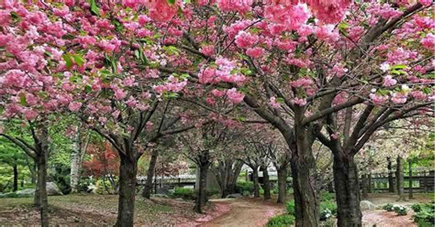 Long Descriptive Keyword: Beautiful Cherry Blossoms Blooming In A Serene Park Spring: Haiku Kajori Parial