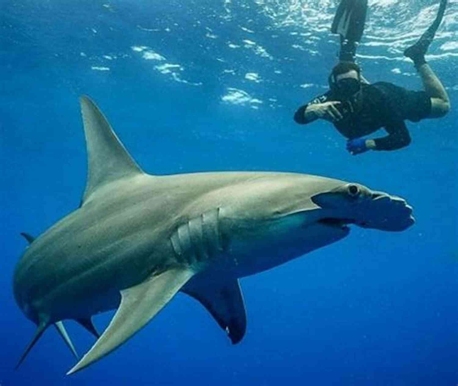 Lost Fleet Shark Key Adventures Scuba Diving Exploration Lost Fleet (Shark Key Adventures 3)