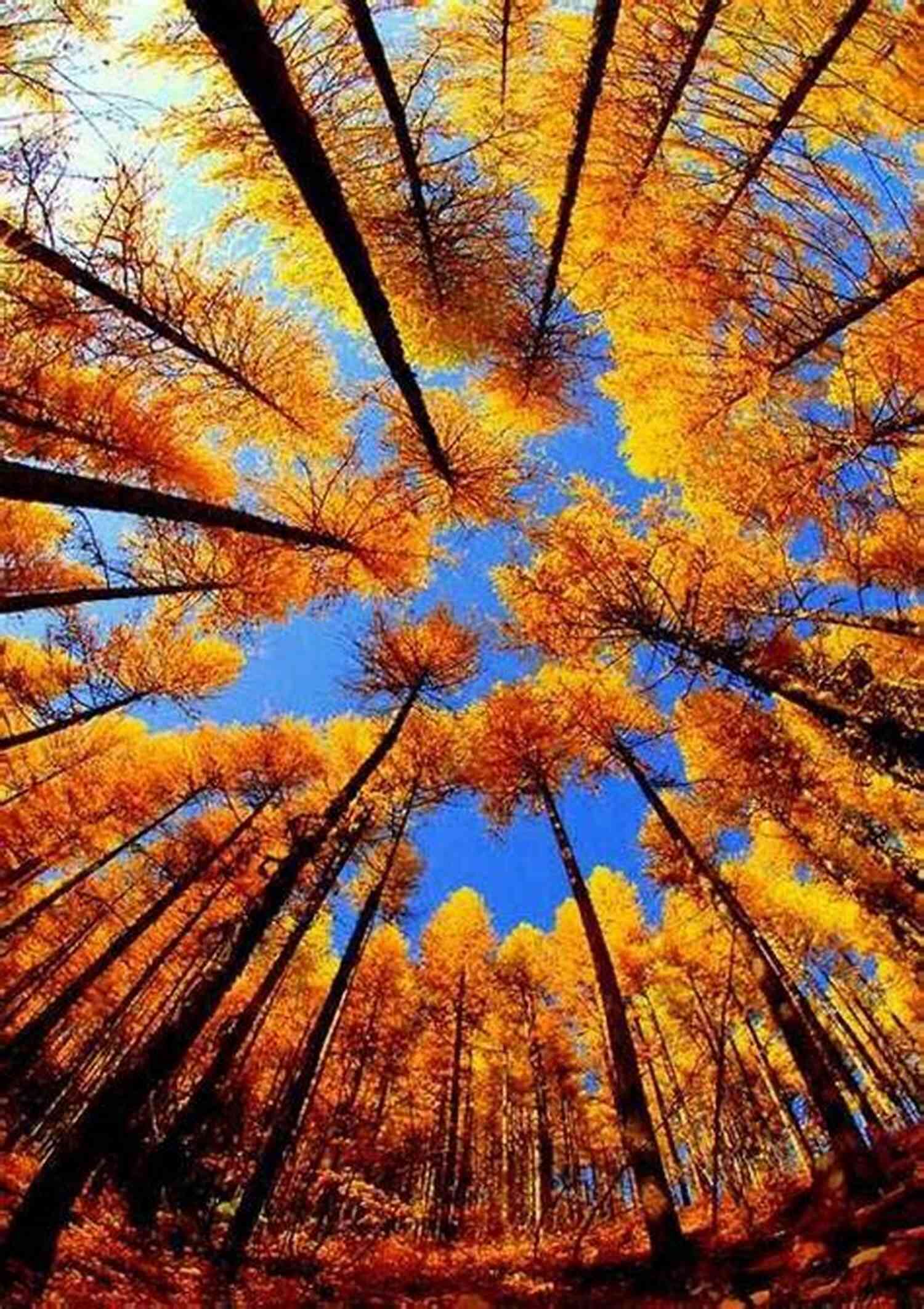 Majestic Forest: Trees Adorned With Colorful Leaves In A Mesmerizing Autumn Scenery Ripping Leaves Anthony Houhoulis