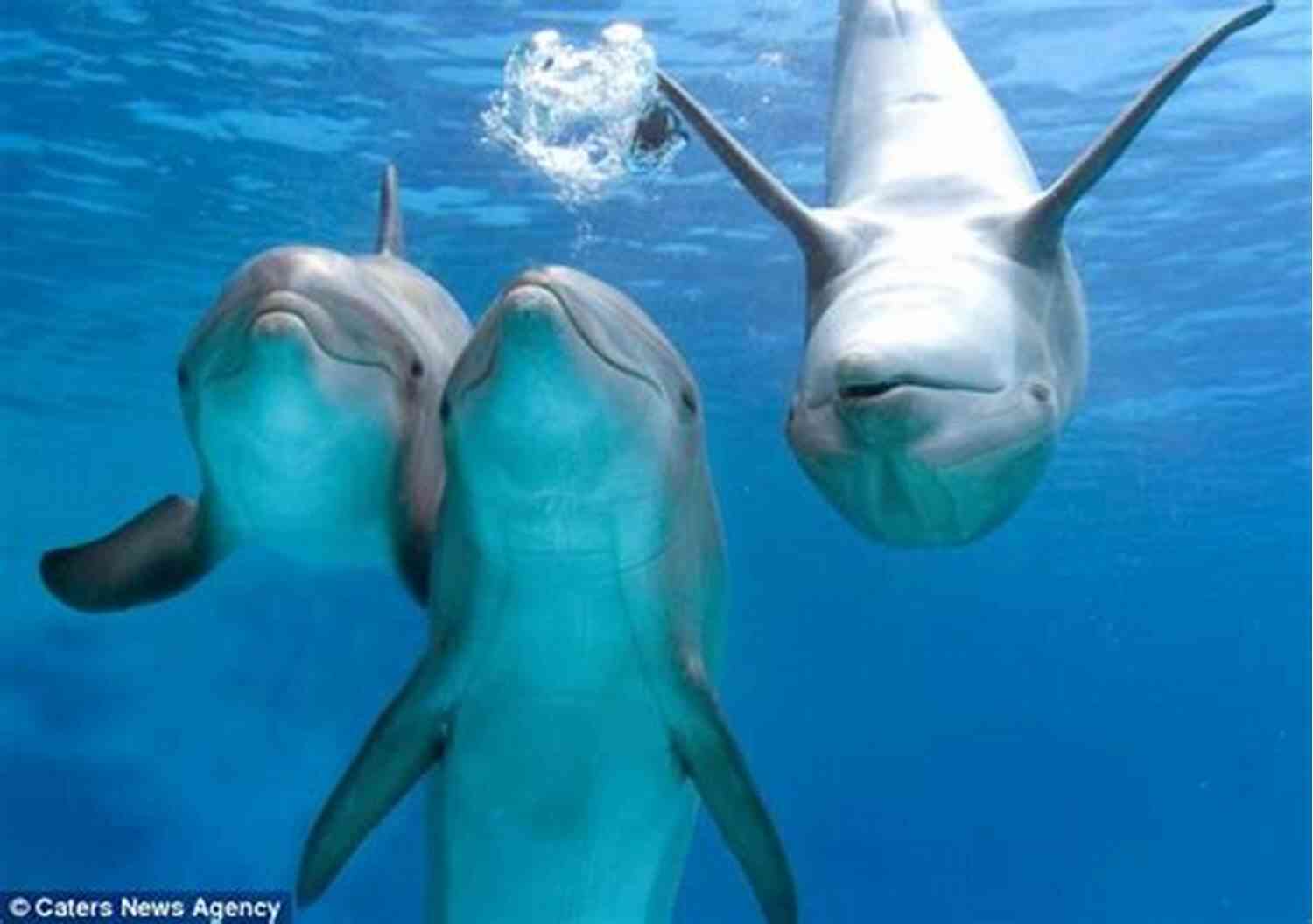 Paloma Swimming With A Playful Dolphin The Girl Of The Sea Of Cortez: A Novel
