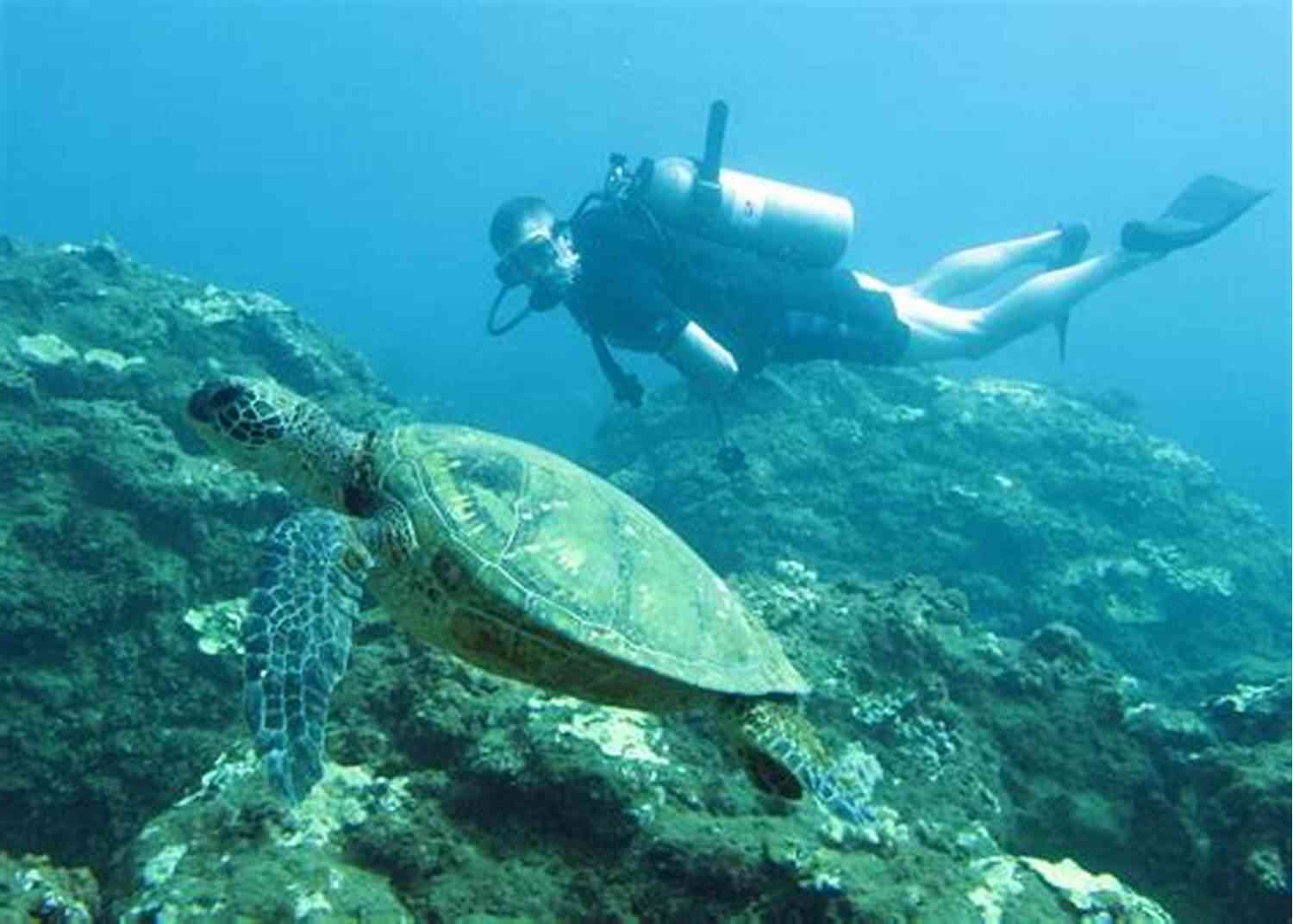 Swim Alongside Gentle Sea Turtles At Deep Seal Posey Parks Deep Seal Posey Parks