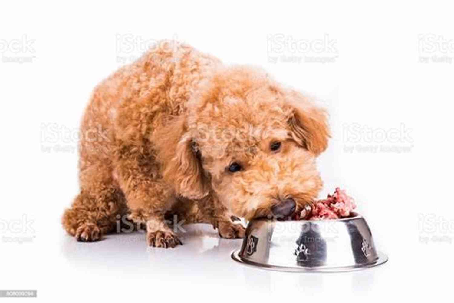 Dog Enjoying A Raw Meat Meal Switch Your Dog To A Raw Diet: Complete Guide To Start Raw Food For Dogs