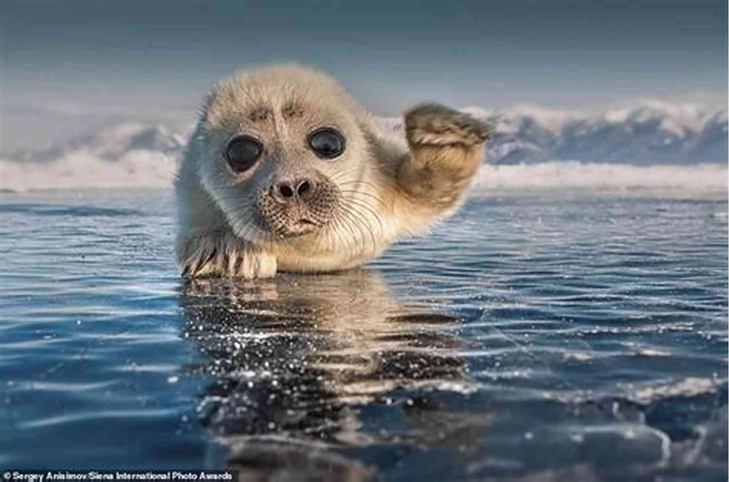 Loved By Seal Nature's Adorable Creatures Loved By A SEAL: A Second Chance Romance (Hot SEALs)